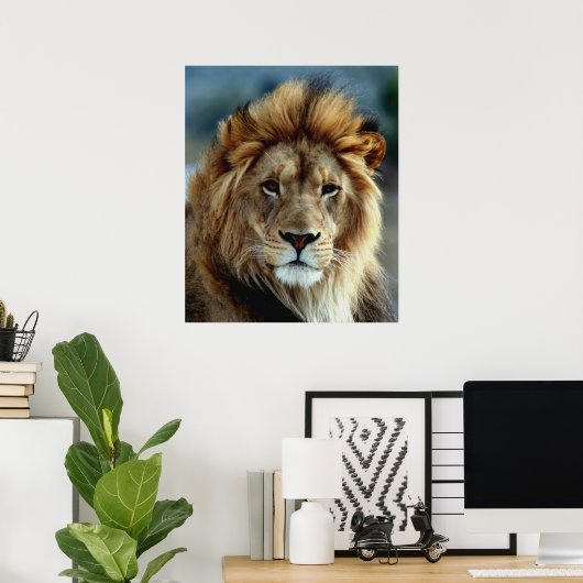 Lion Poster (Thuiskantoor)