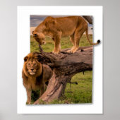 Lion Poster (Voorkant)