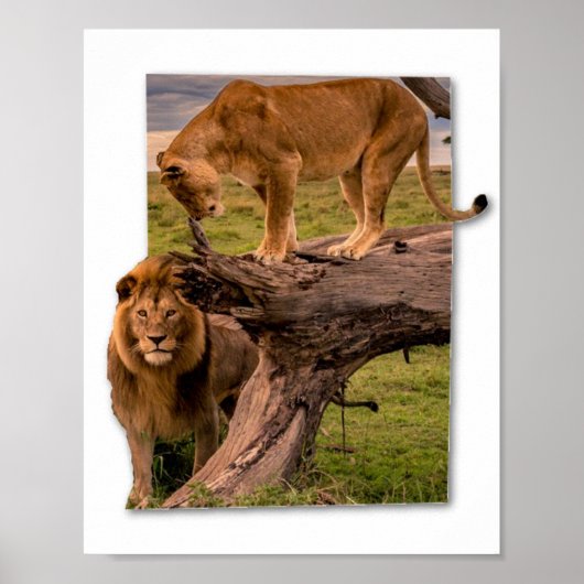 Lion Poster (Voorkant)