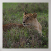 Lion poster (Voorkant)