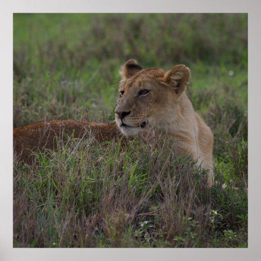 Lion poster (Voorkant)