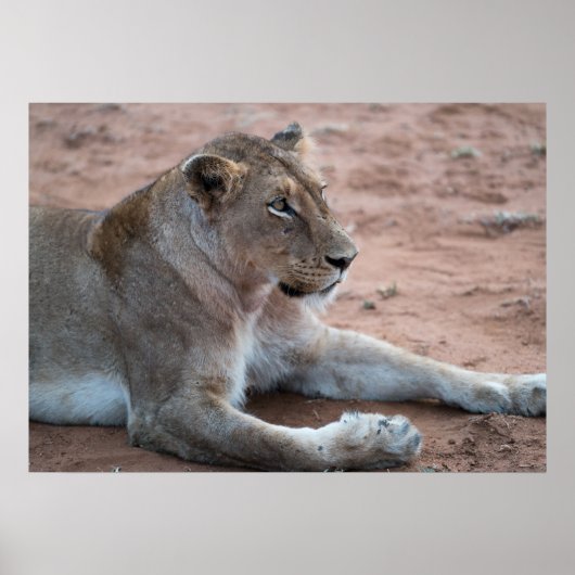 Lion Poster (Voorkant)