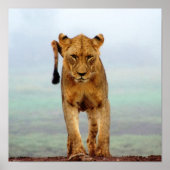 Lion Poster (Voorkant)