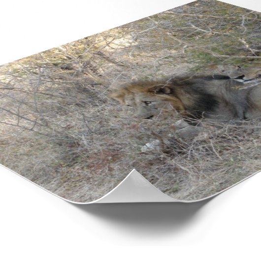 Lion Poster (Hoek)
