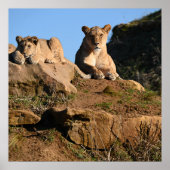 Lion poster (Voorkant)