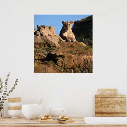 Lion poster (Keuken)