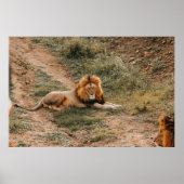 LION POSTER (Voorkant)