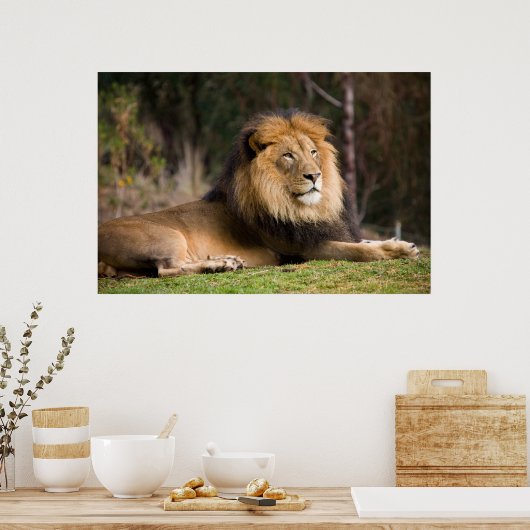 Lion Poster (Keuken)