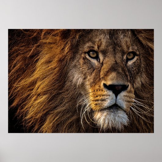 Lion Predator Lion Poster (Voorkant)