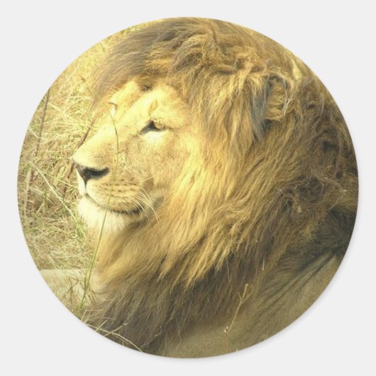 Lion Pride Sticker (Voorkant)