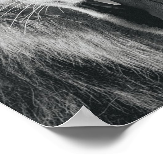 Lion Rage Black en White Roar Poster (Hoek)