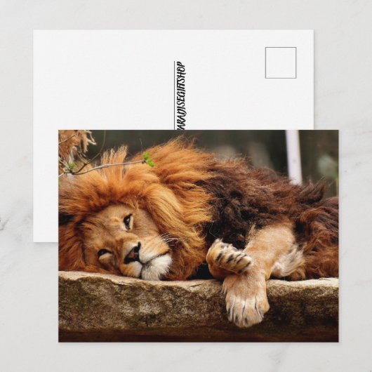 LION RELAXING Briefkaarten (Voorkant / Achterkant)