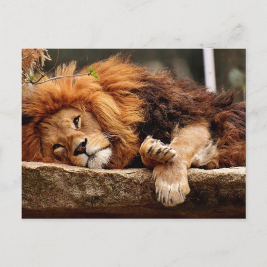 LION RELAXING Briefkaarten (Voorkant)