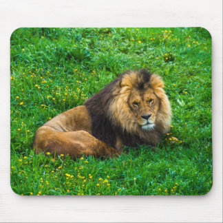 Lion Relaxing in Green Grass Foto Muismat