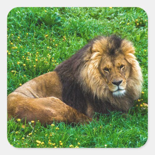 Lion Relaxing in Green Grass Foto Vierkante Sticker (Voorkant)