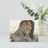 Lion Resting Briefkaart (Staand voorkant)