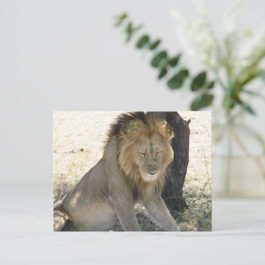 Lion Resting Briefkaart (Staand voorkant)