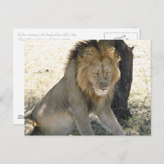 Lion Resting Briefkaart (Voorkant / Achterkant)