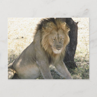 Lion Resting Briefkaart