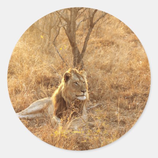 Lion Ronde Sticker (Voorkant)