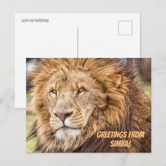 Lion Safari Briefkaart (Voorkant / Achterkant)