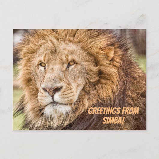 Lion Safari Briefkaart (Voorkant)
