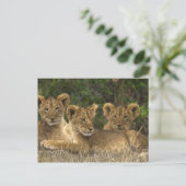 Lion Siblings Briefkaart (Staand voorkant)