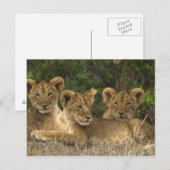Lion Siblings Briefkaart (Voorkant / Achterkant)