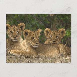 Lion Siblings Briefkaart