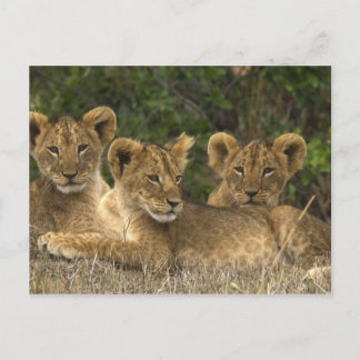 Lion Siblings Briefkaart