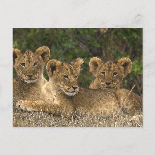 Lion Siblings Briefkaart (Voorkant)