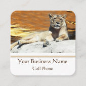 Lion Sitting on Rock King of the Hill Vierkante Visitekaartje (Voorkant)