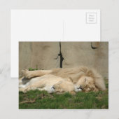 Lion slaapt vanavond in je armen briefkaart (Voorkant / Achterkant)