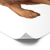 Lion Small Poster (Hoek)
