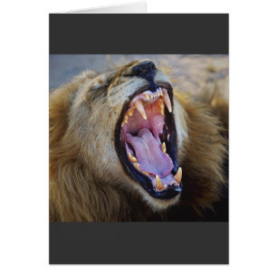 Lion Snarling safari-kaarten voor wilde dieren