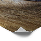 Lion Snarling wild poster, afdrukken, foto's Poster (Hoek)