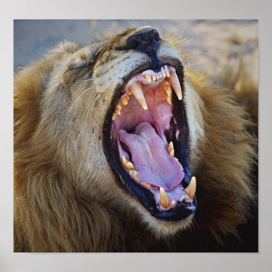 Lion Snarling wild poster, afdrukken, foto's Poster (Voorkant)