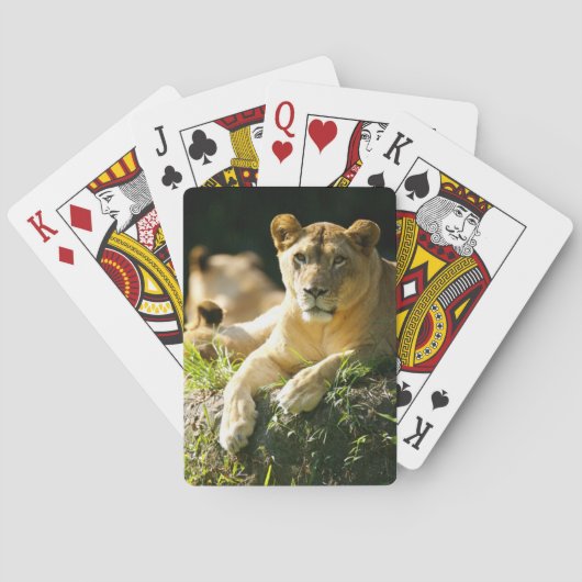 Lion Speelkaarten (Achterkant)
