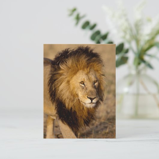 Lion Stalking Briefkaart (Staand voorkant)