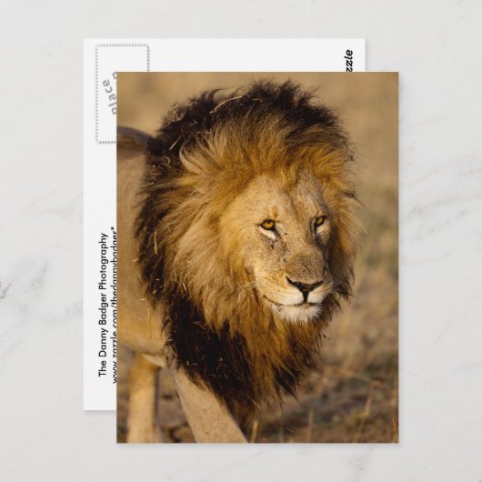 Lion Stalking Briefkaart (Voorkant / Achterkant)