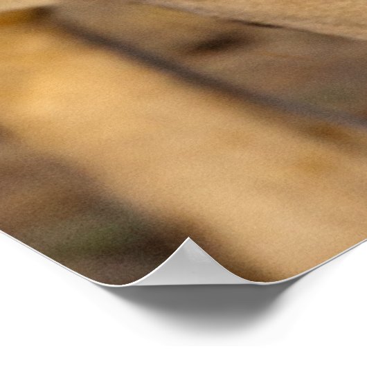 Lion Stalking Poster (Hoek)