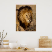 Lion Stalking Poster (Keuken)
