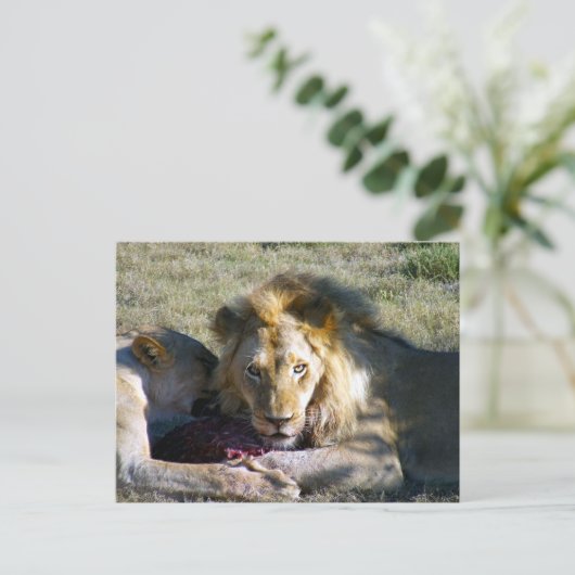 Lion Stare Briefkaart (Staand voorkant)