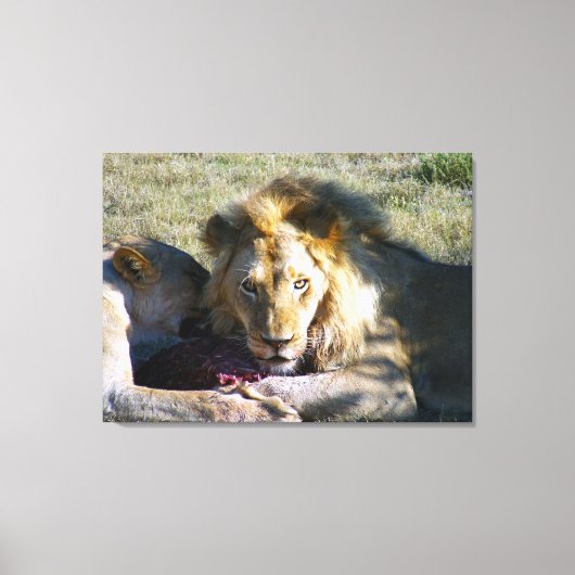 Lion Stare Stretched Canvas (Voorkant)