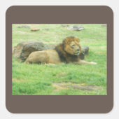 Lion Sticker (Voorkant)