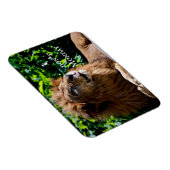 Lion Sticking tongue uit- ik doe het niet op maand Magneet (Rechterzijde)
