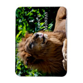Lion Sticking tongue uit- ik doe het niet op maand Magneet (Verticaal)