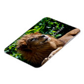 Lion Sticking tongue uit- ik doe het niet op maand Magneet (Linkerzijde)
