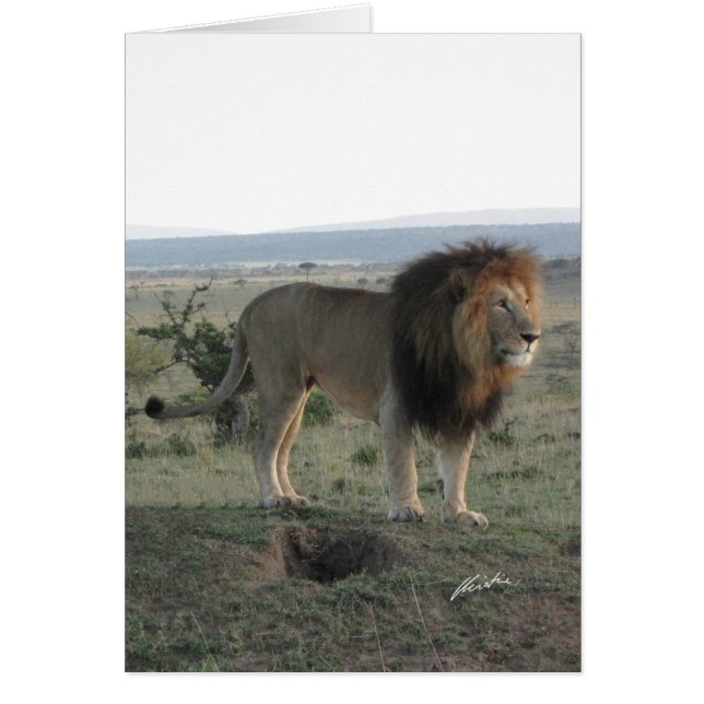 Lion Survey (Olare Motorogi, Kenia) (Voorkant)