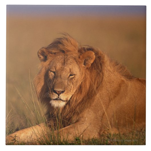 Lion Tegeltje (Voorkant)